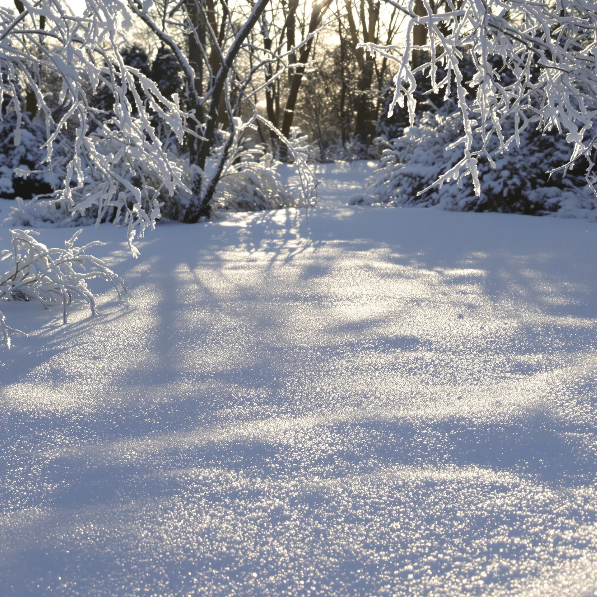 Frost, Schnee, Tau – Prozesse im Pflanzenkörper aus botanischer Sicht
