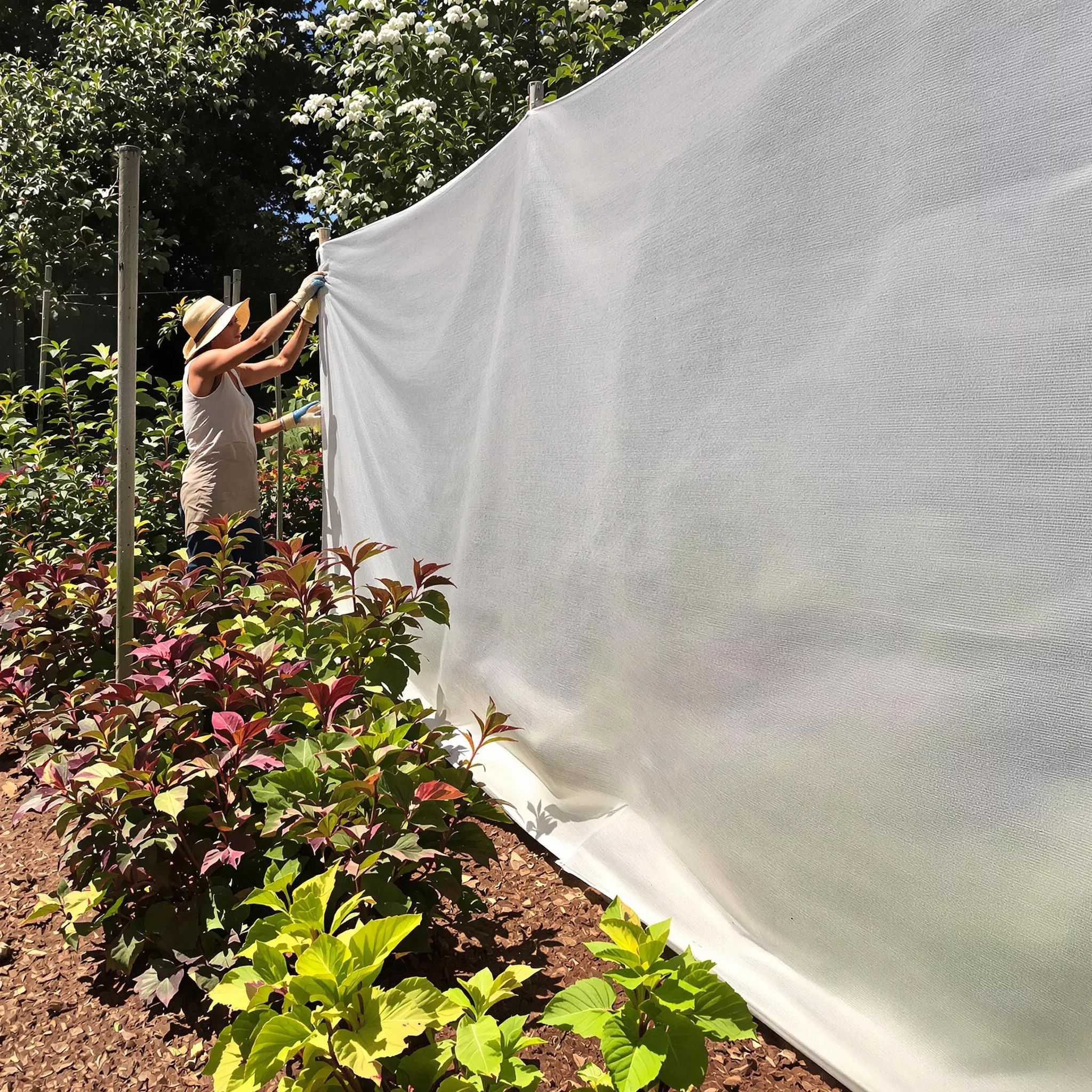 Was tun, wenn Pflanzen von der Sonne verbrennen? | florwerk Gartenmagazin