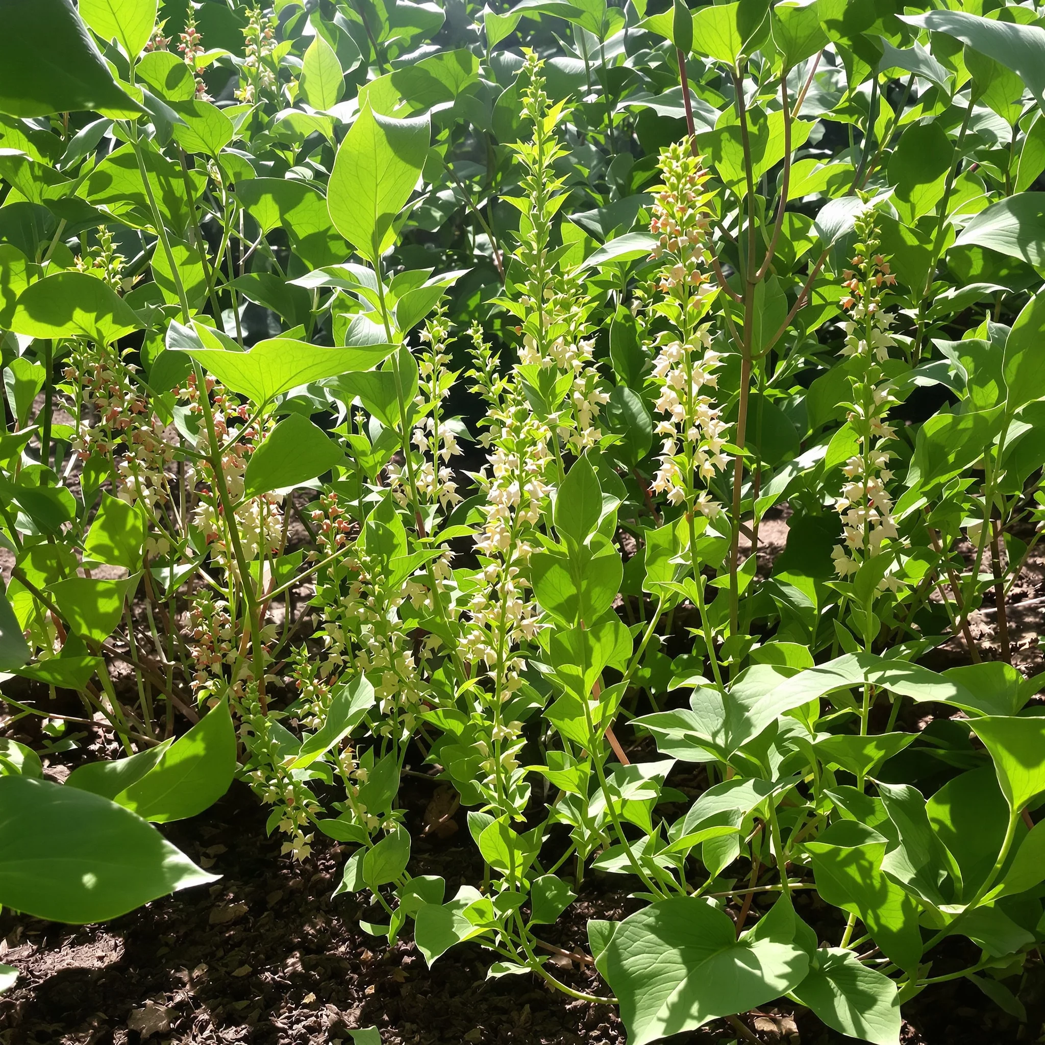 Adaptogene im Alltag: Pflanzliche Stressregulation und Longevity