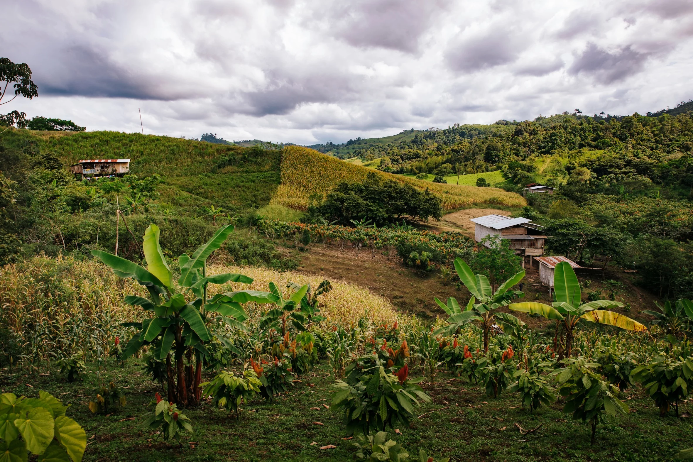 In den Hochkulturen Mittelamerikas wurde Kakao seit jeher nicht einfach getrunken, sondern gefeiert.  Foto: Juice Plus+