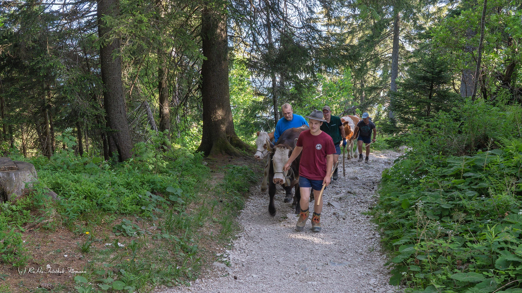 Almauftrieb im Berchtesgadener Land: Die Tradition der Stoißer Alm am Teisenberg