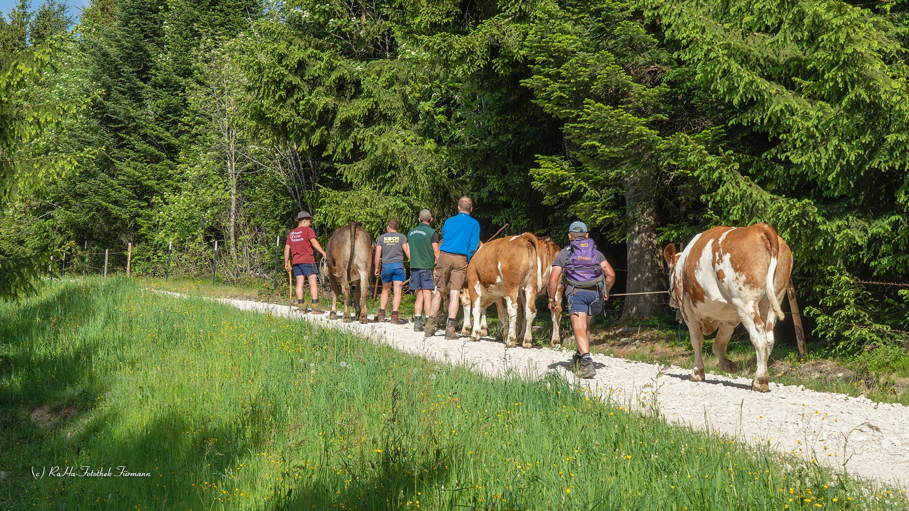 Almauftrieb im Berchtesgadener Land: Die Tradition der Stoißer Alm am Teisenberg