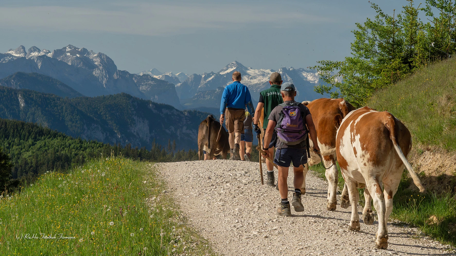 Almauftrieb im Berchtesgadener Land: Die Tradition der Stoißer Alm am Teisenberg