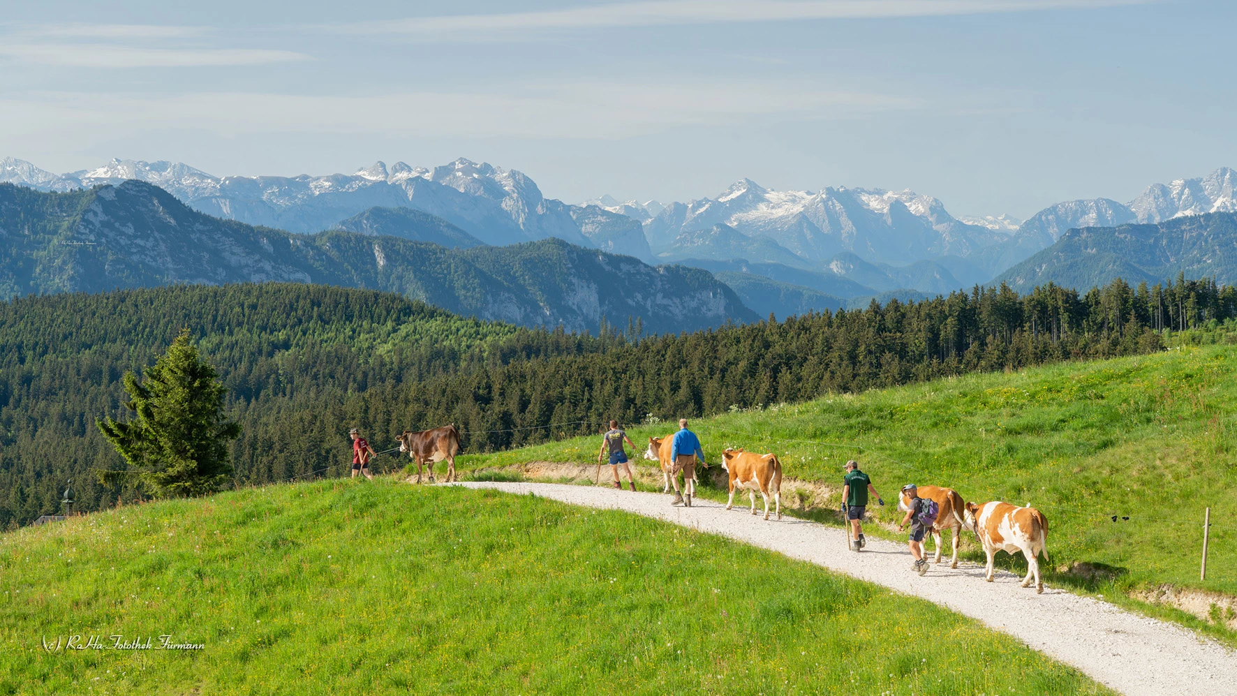Almauftrieb im Berchtesgadener Land: Die Tradition der Stoißer Alm am Teisenberg