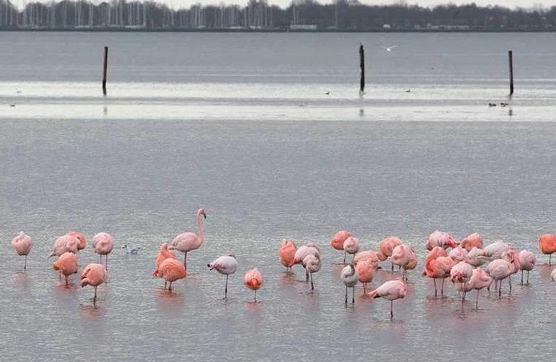 Flamingos in Deutschland: Geheimtipp für Familien im Zwillbrocker Venn