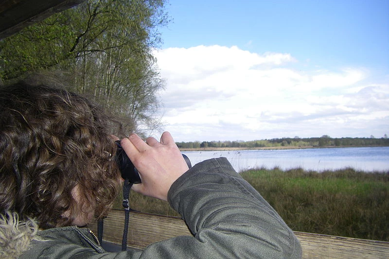 Flamingos in Deutschland: Geheimtipp für Familien im Zwillbrocker Venn