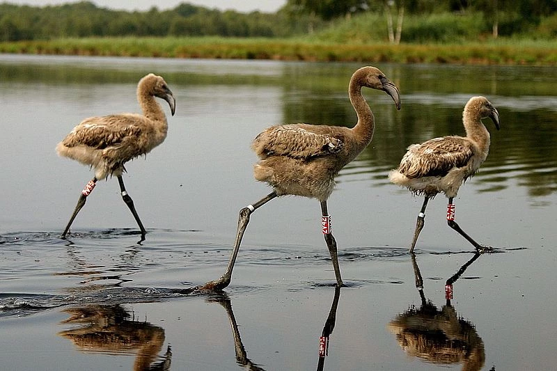Flamingos in Deutschland: Geheimtipp f&uuml;r Familien im Zwillbrocker Venn