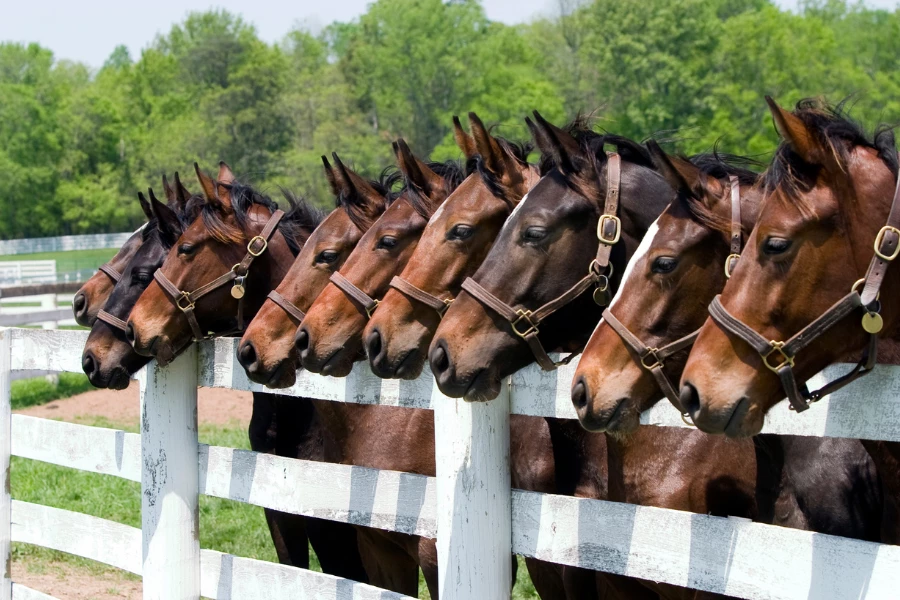 Pferdehöfe im Bergischen Land: Reiten, Ponys und Abenteuer