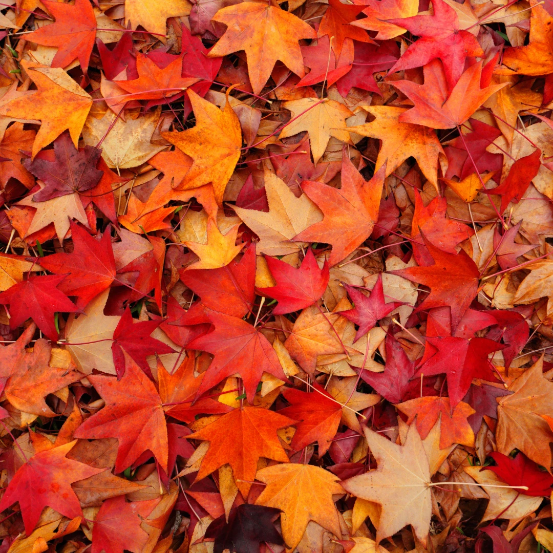 Herbstlaub in der Umgebung von Velbert: 11 Orte