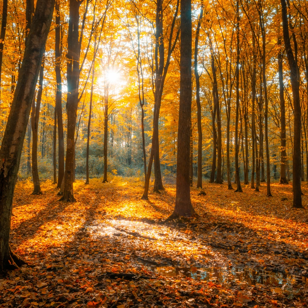 Herbstlaub in der Umgebung von Velbert: 11 Orte