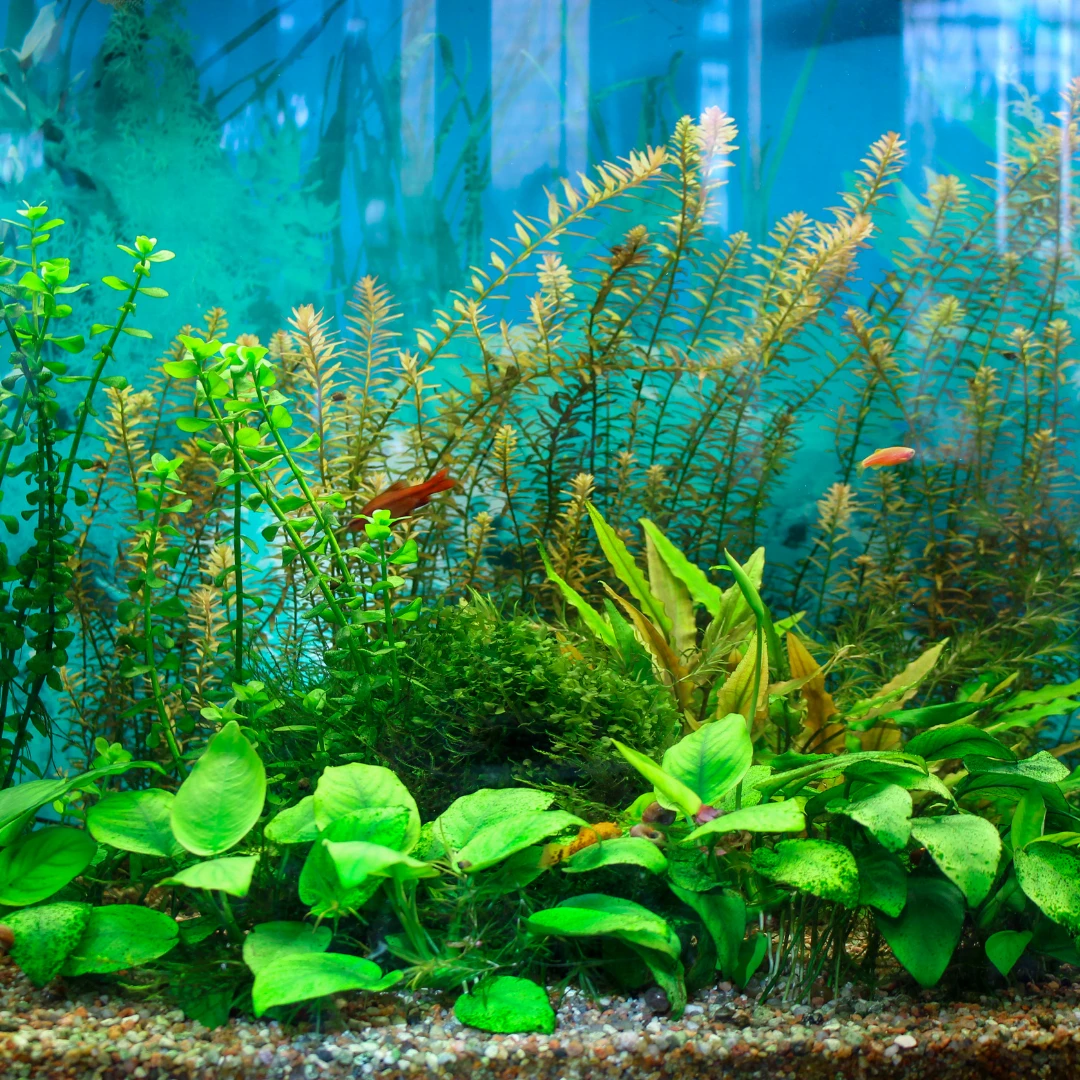 Die besten Aquaristik-Läden im Bergischen Land – Test & Tipps