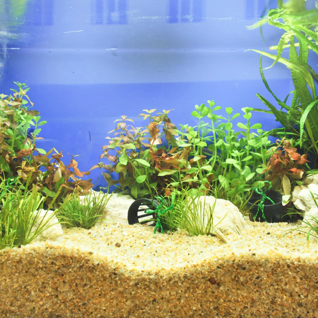 Aquarium anschaffen: Die besten Aquaristik-Läden im Bergischen Land