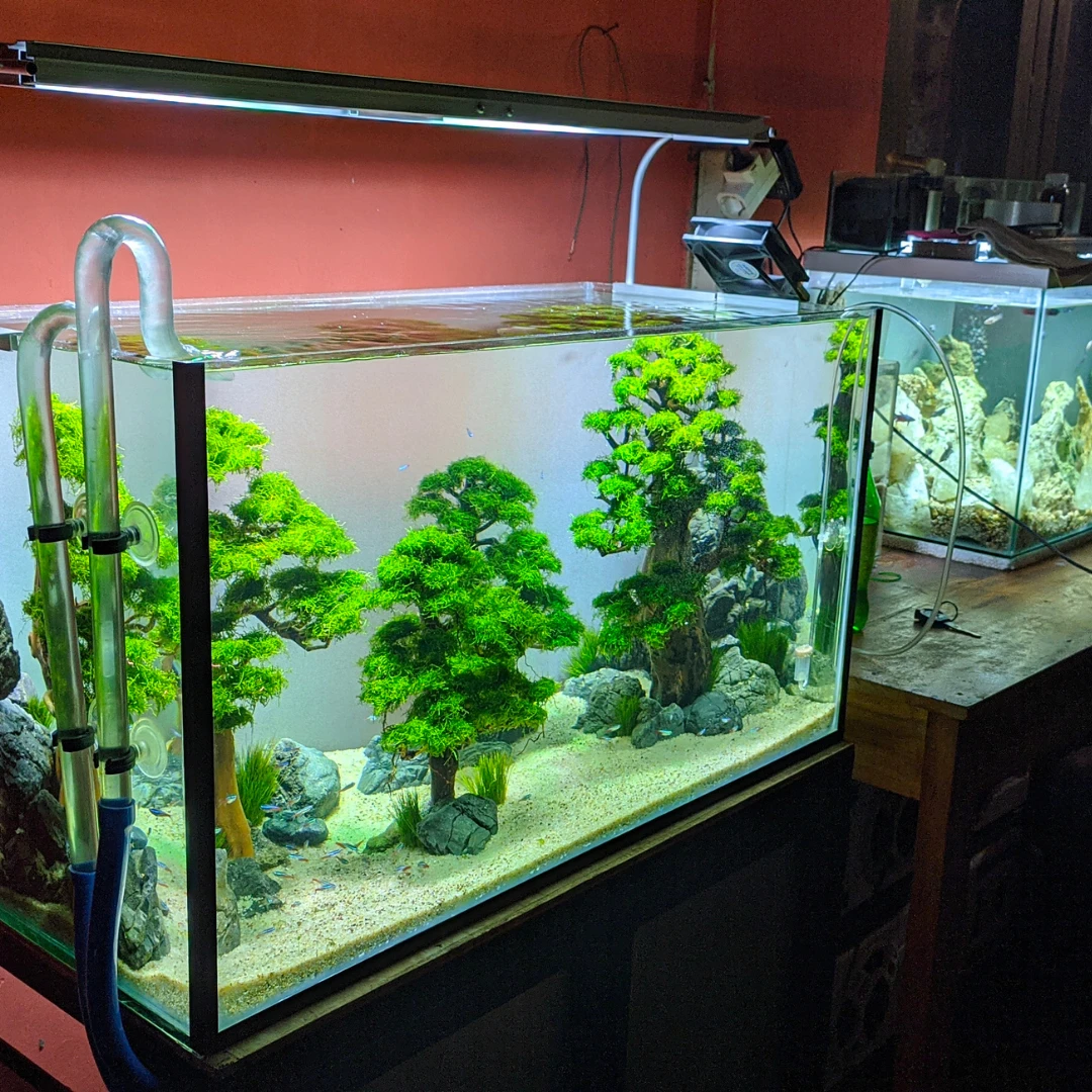 Aquarium anschaffen: Die besten Aquaristik-Läden im Bergischen Land