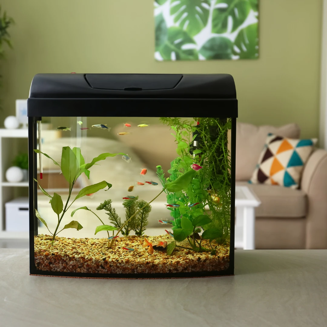 Aquarium anschaffen: Die besten Aquaristik-L&auml;den im Bergischen Land