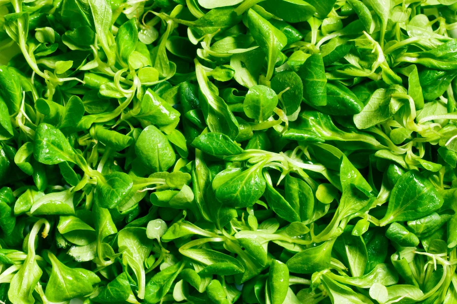 Warmen Kooenschloot: Bergisches Rezept für lauwarmen Feldsalat