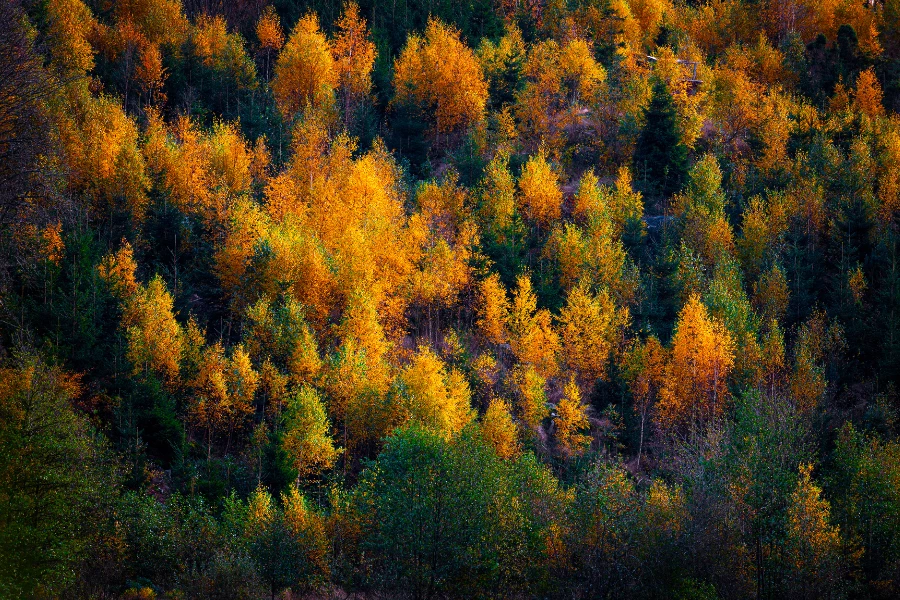 Bergische Herbstfeste 2026: Die schönsten Veranstaltungen und Märkte