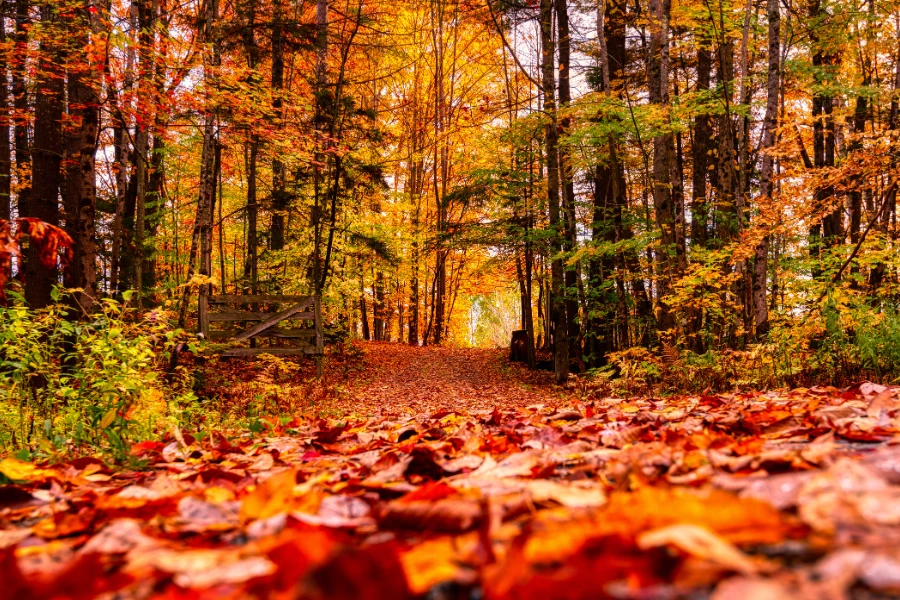 Bergische Herbstfeste 2026: Die schönsten Veranstaltungen und Märkte