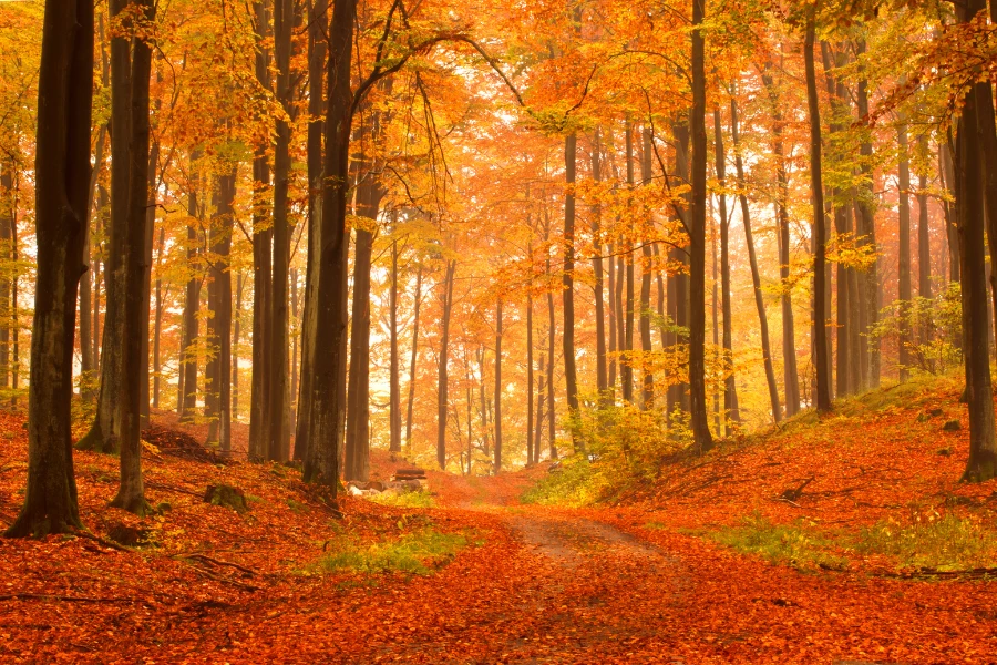 Bergische Herbstfeste 2026: Die schönsten Veranstaltungen und Märkte