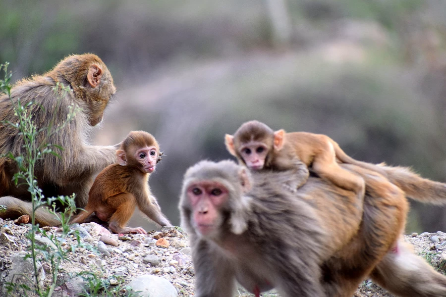 Affen- und Vogelpark Eckenhagen: Erlebnis für Familien und Naturfreunde