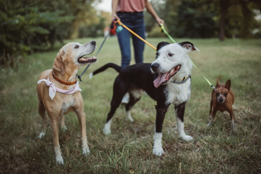 Spazierwege im Bergischen Land für Hund und Herrchen
