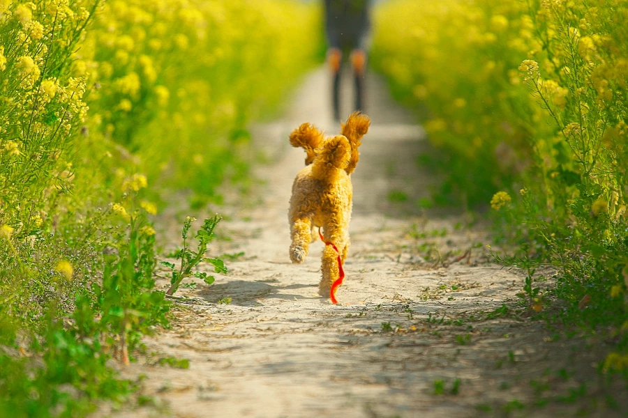 Spazierwege im Bergischen Land f&uuml;r Hund und Herrchen
