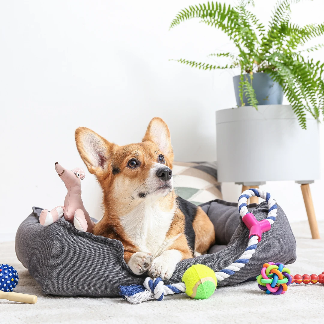 Hundebedarf in der Umgebung von Wuppertal