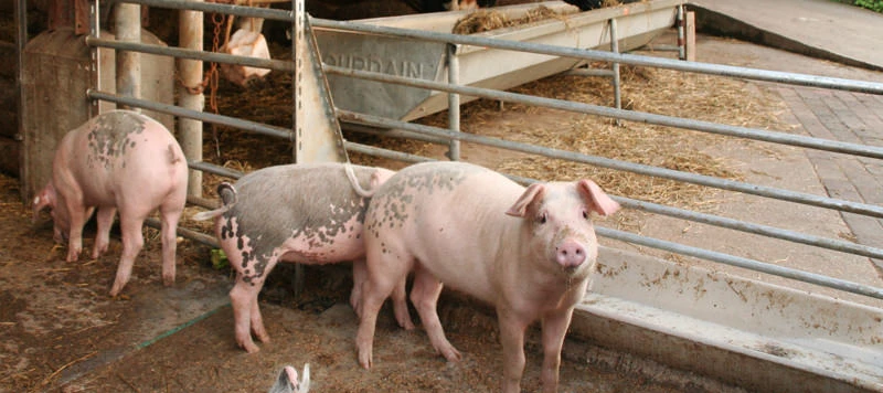 Hof zur Hellen – Biohof im Test: Ehrliches Demeter-Erlebnis