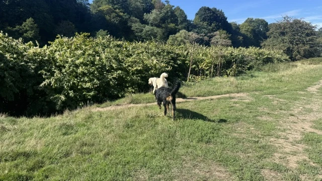 Hundewiese in Hattingen: Freilauf an der Ruhr