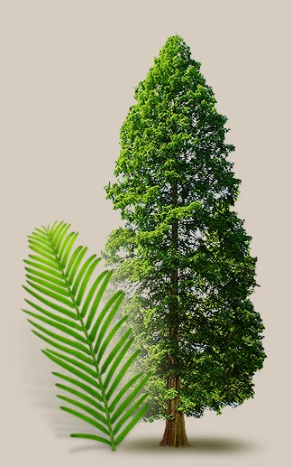 Mammutbäume in Deutschland: Die Sequoiafarm Nettetal und ihre Geschichte