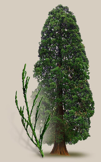 Mammutb&auml;ume in Deutschland: Die Sequoiafarm Nettetal und ihre Geschichte