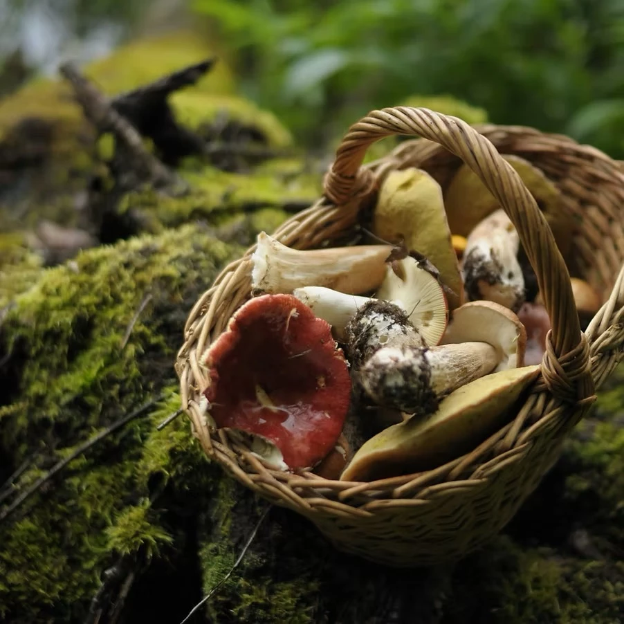 Pilzexkursionen und Kräuterwanderungen im Bergischen Land