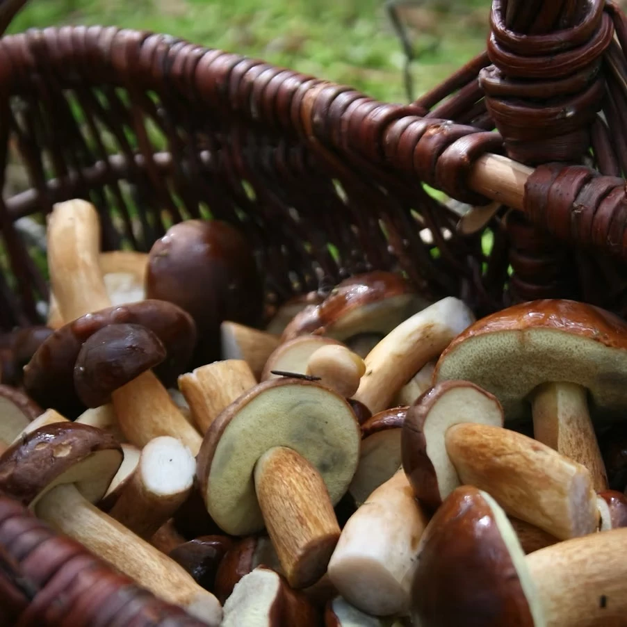 Pilzexkursionen und Kräuterspaziergänge im Bergischen Land