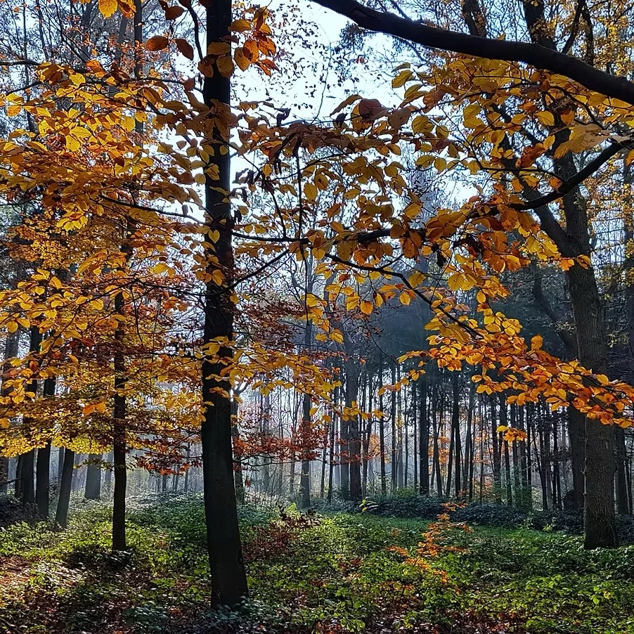 Pilzexkursionen und Kräuterwanderungen im Bergischen Land
