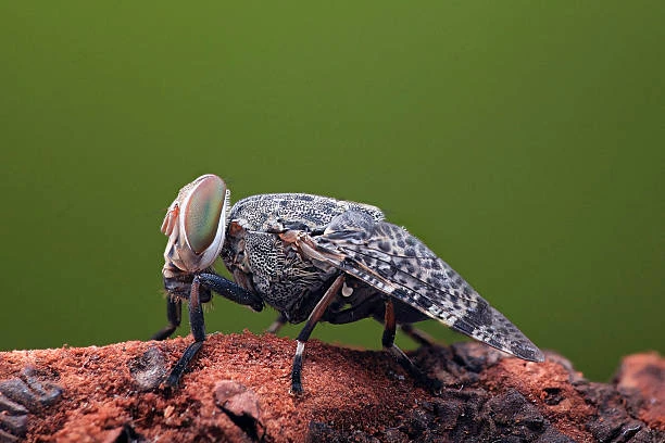 Fruchtfliegen wegbekommen: Hausmittel gegen Insekten im Haushalt