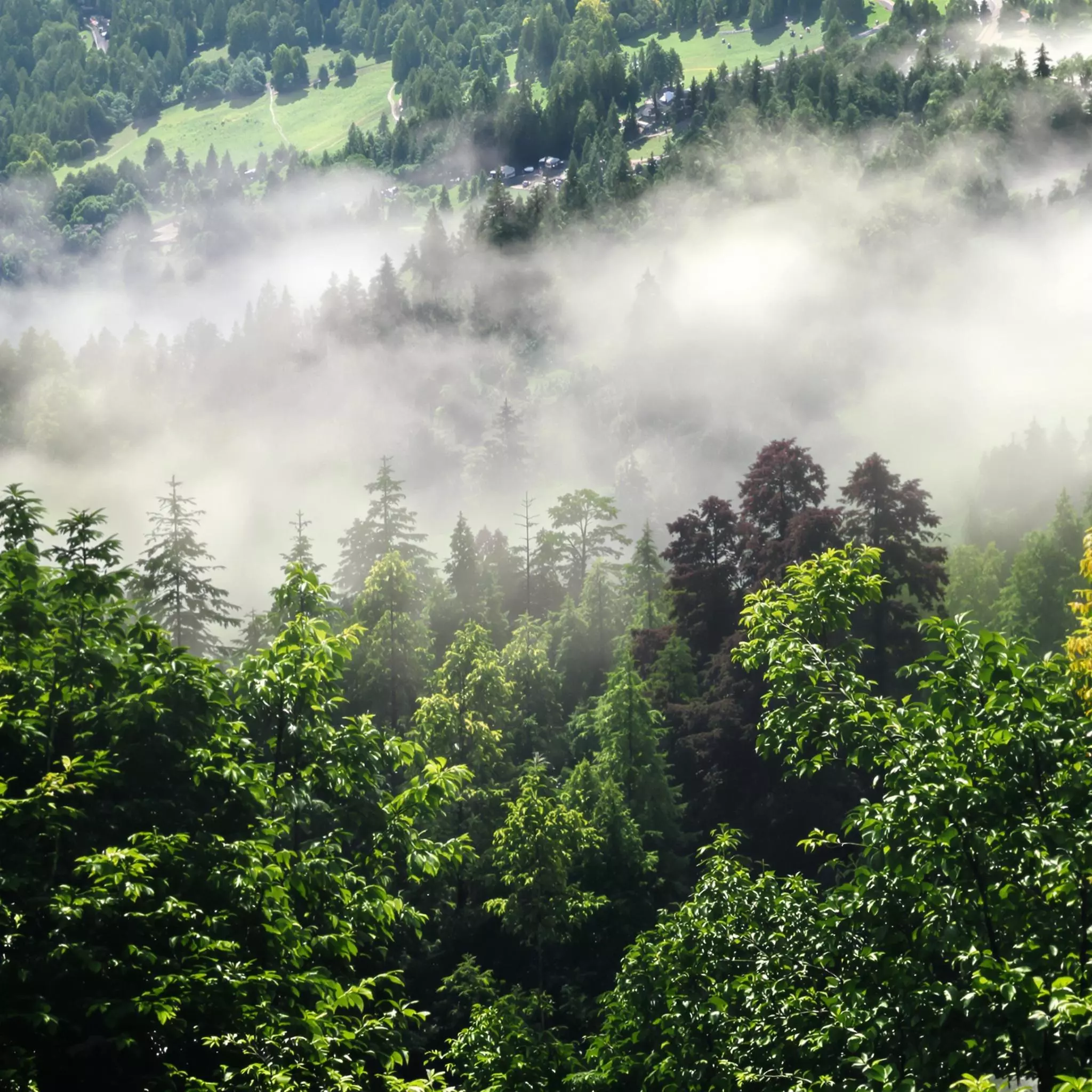 Der geheimnisvolle Belchen: Mythen und Magie des Heiligen Berges im Schwarzwald