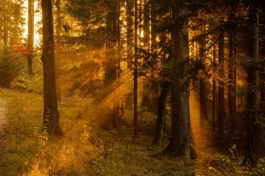 Schwarzwald Hotels Magazin Wellness Natur