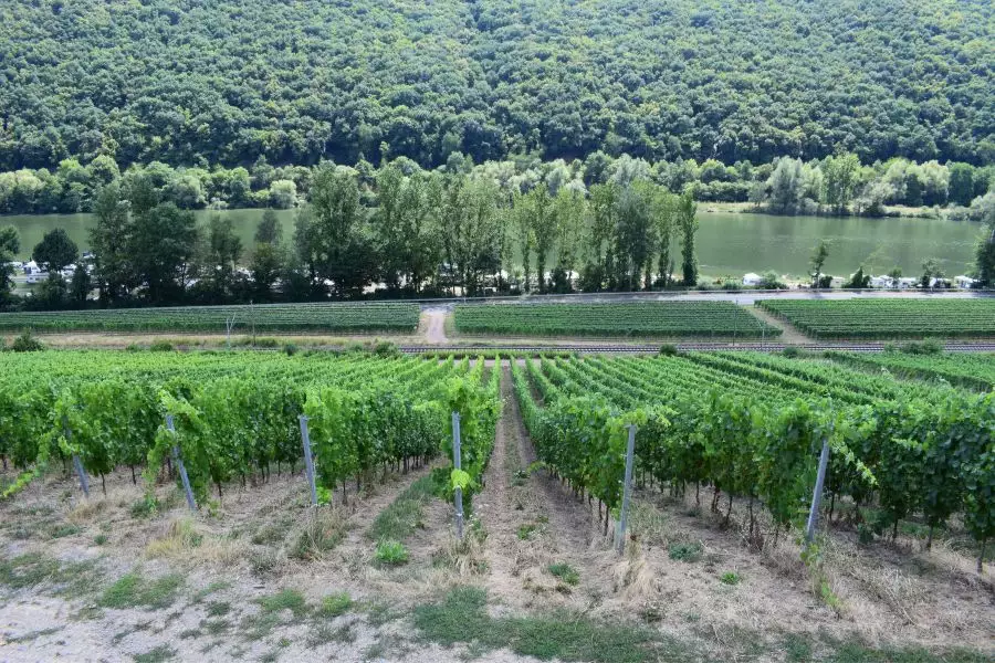 Entdecken Sie die besten Weingüter der Mosel mit Übernachtungsmöglichkeiten