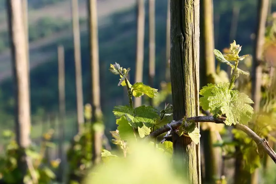 Mosel Wein Weingüter