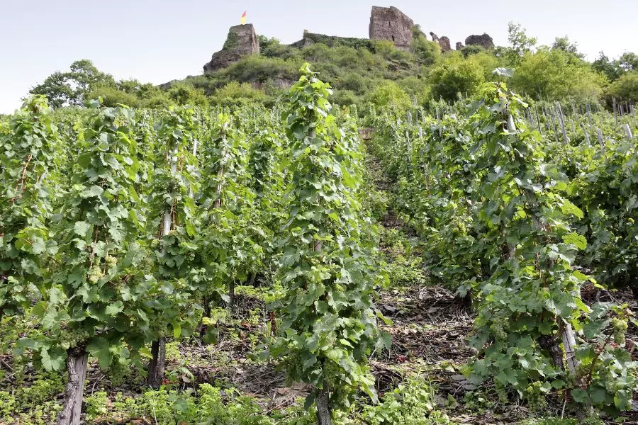 Wein Mosel Kloster Machern