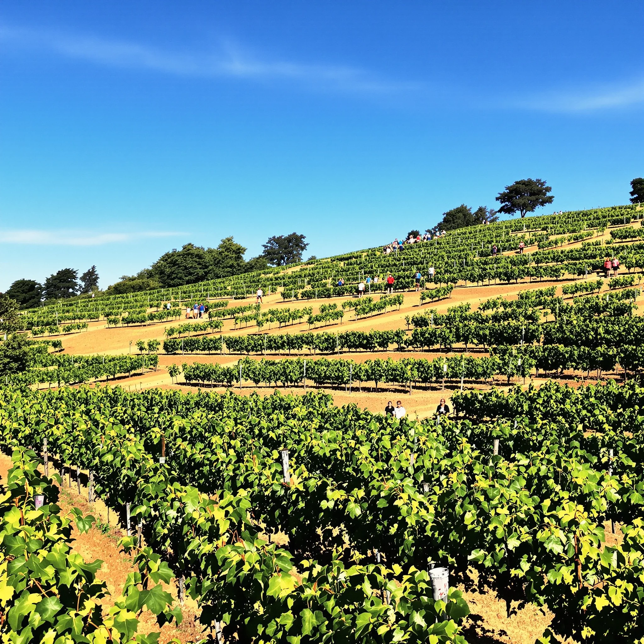 Vegetarisch genießen an der Mosel: Tipps und Empfehlungen