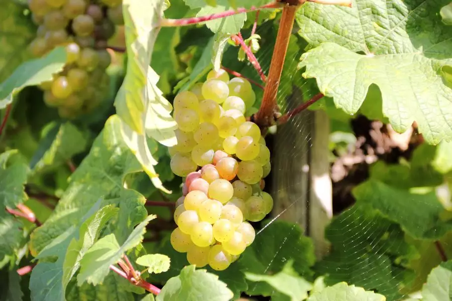 Wine and Dine - Riesling - Weingüter