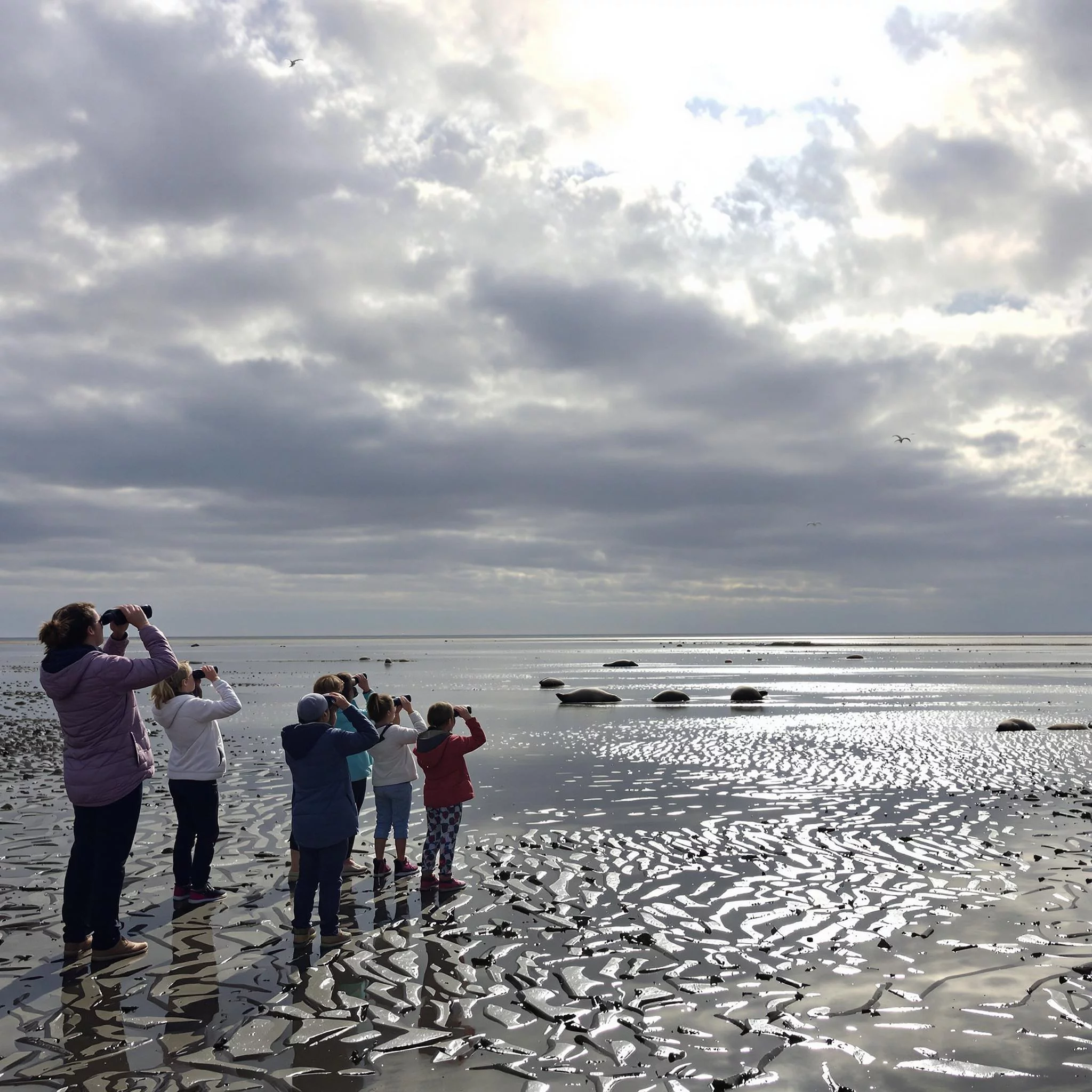 Robbenbänke & Seehundstationen: Tiere der Nordsee hautnah erleben – Das Nordsee Magazin