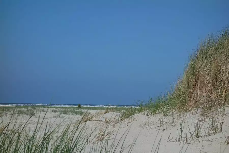 Robben in der Nordsee und ihre Schutzgebiete