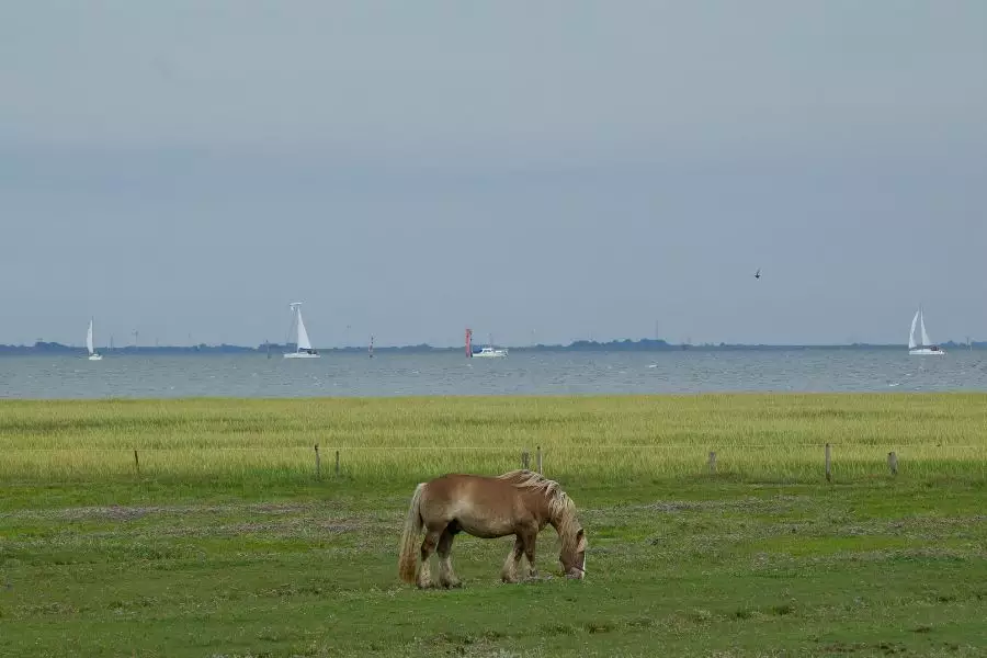 Inseln und mehr - Leuchtturm Westerheversand - St.