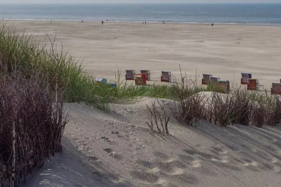 Pflanzen und Tiere auf den Wattenmeerinseln - Ein reichhaltiges Ökosystem der Nordsee