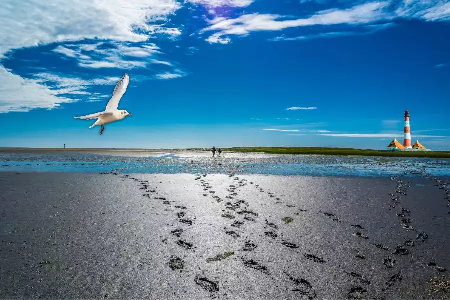 Nordsee Abenteuer - Ebbe, Flut und das Faszinierende Wattenmeer