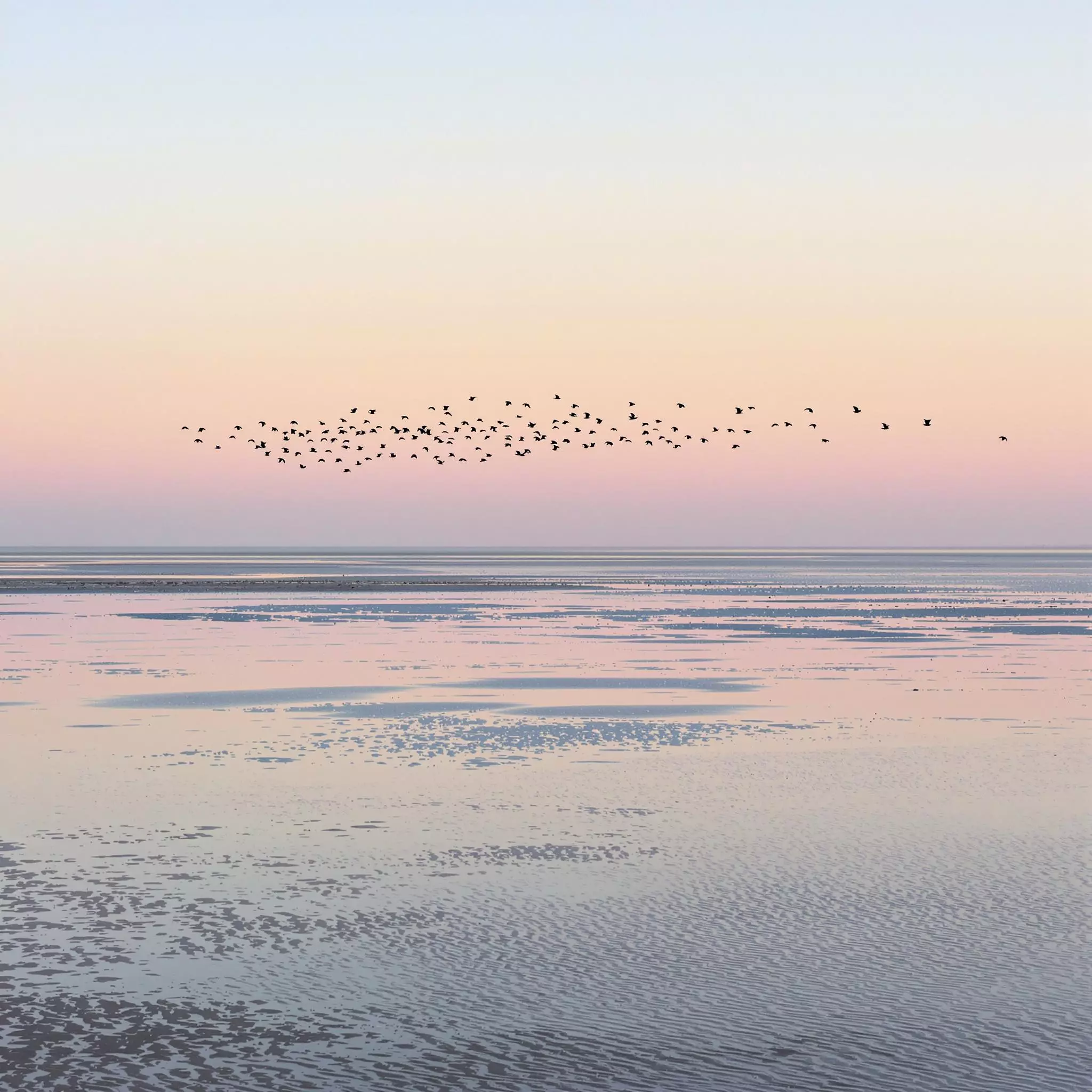 Nordseeinseln: Ein Paradies für Vogelbeobachter