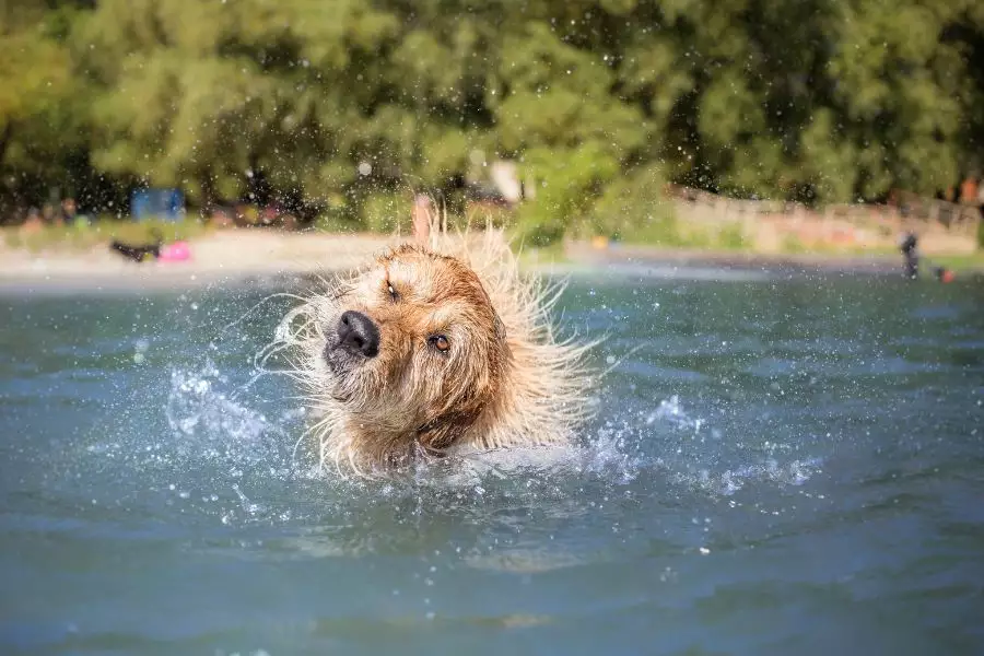 Badeurlaub mit Hund: Unvergessliche Momente für die ganze Familie