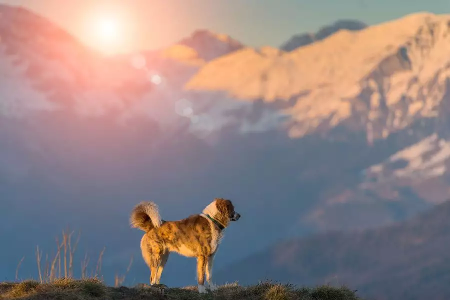 Dein nächster Urlaub mit dem Hund in Berchtesgaden