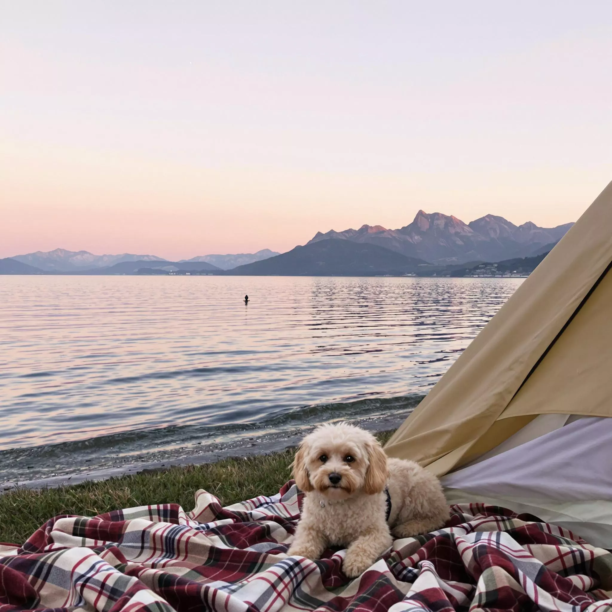 Camping mit Hund am Bodensee – Ein Abenteuer für Vierbeiner!